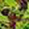 010 Salad Bag (Regather Farm)