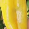 014 Bell Pepper Red (ES)