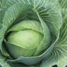 012 Cabbage White (UK)