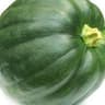 017c Squash XS (Regather Farm)