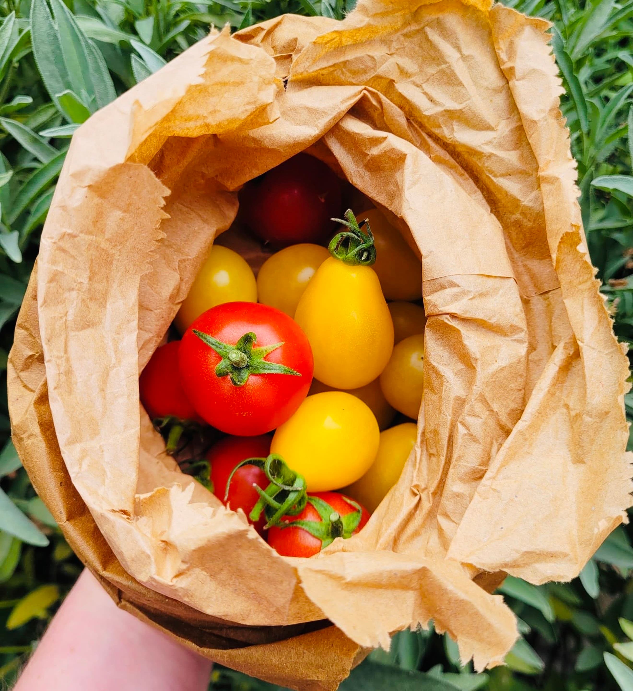 ORGANIC SEP OFFER - Organic Tomatoes from Regather Farm (500g)