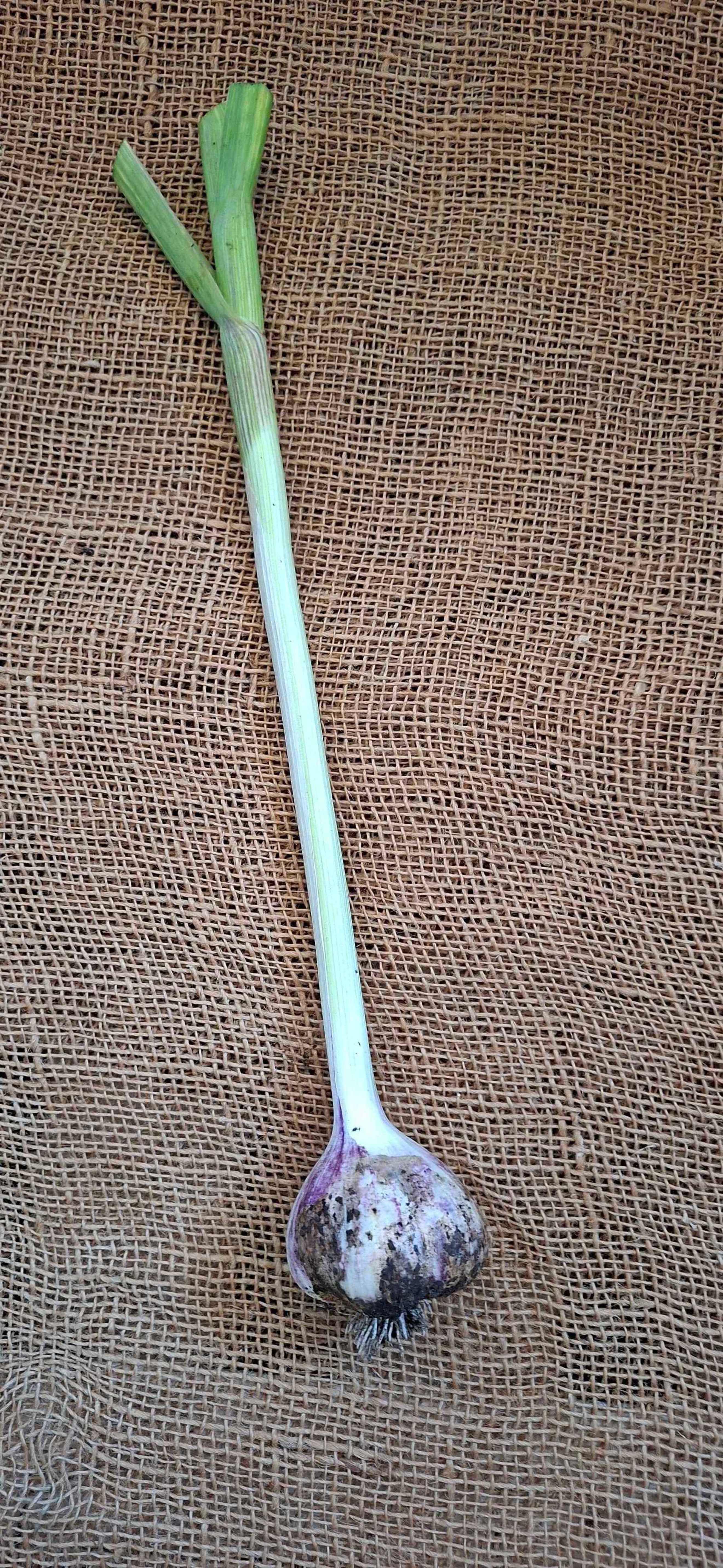 Organic Wet Green Garlic from Regather Farm