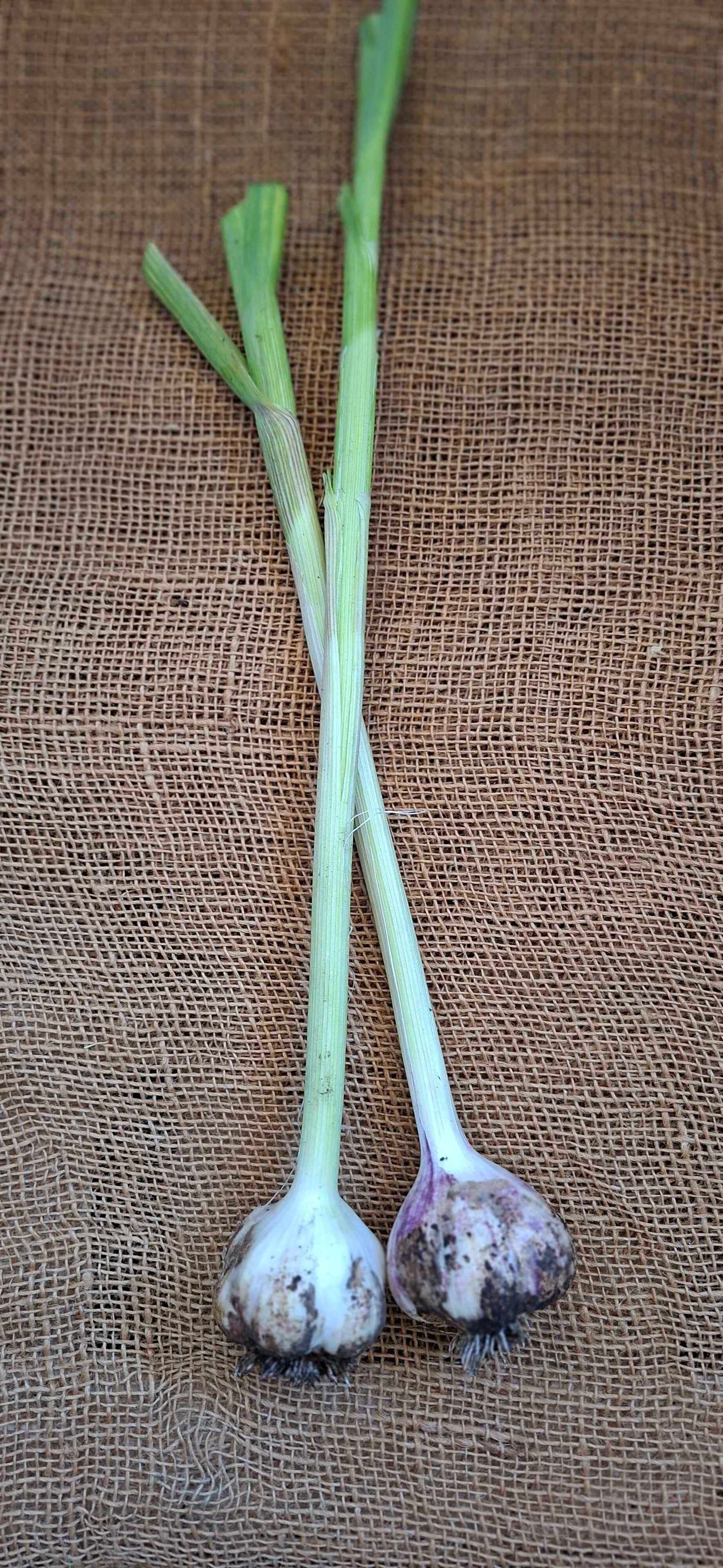 Organic Wet Green Garlic from Regather Farm