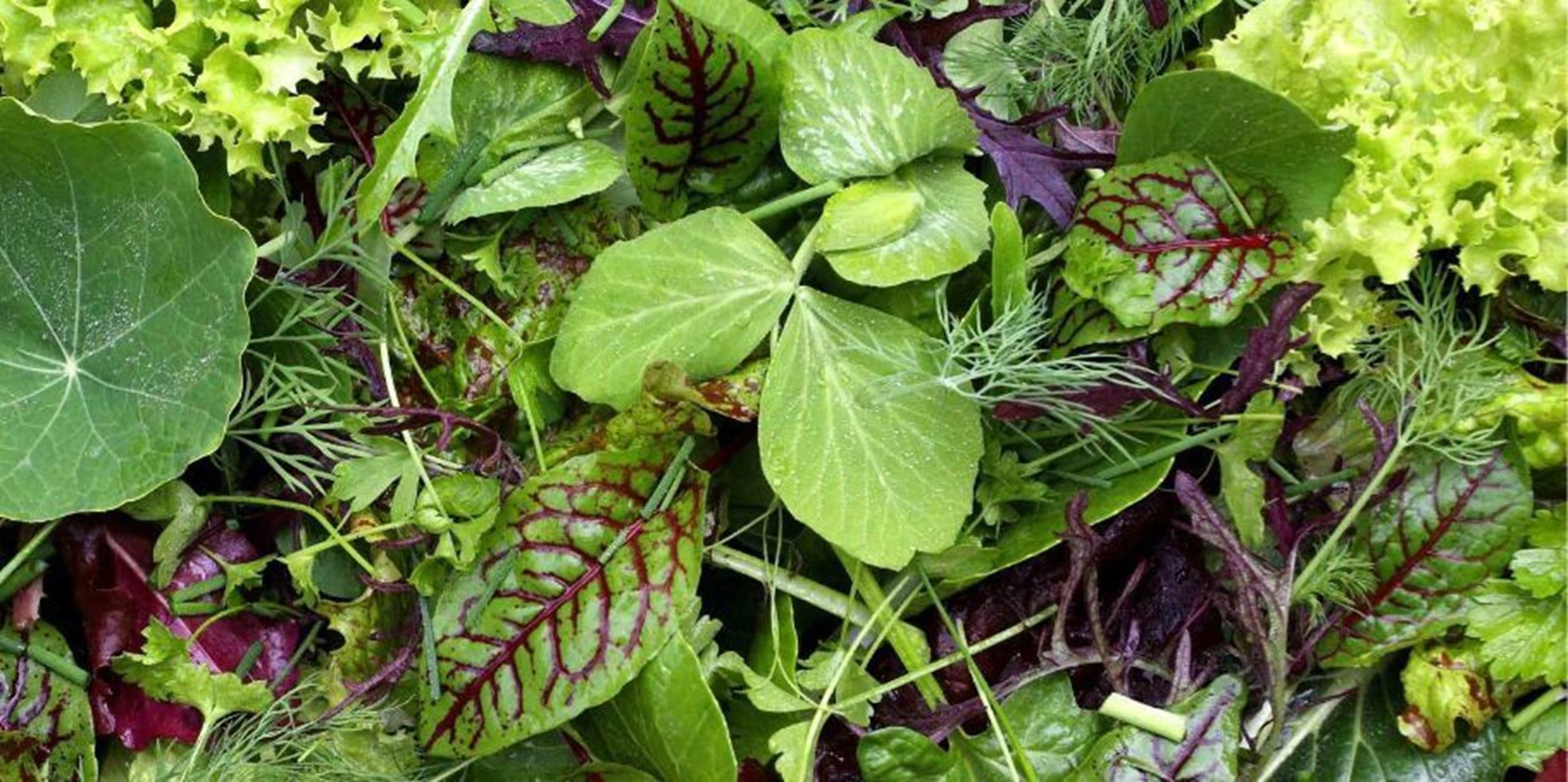 Organic Mixed Salad (grown in Sheffield) - (100g)