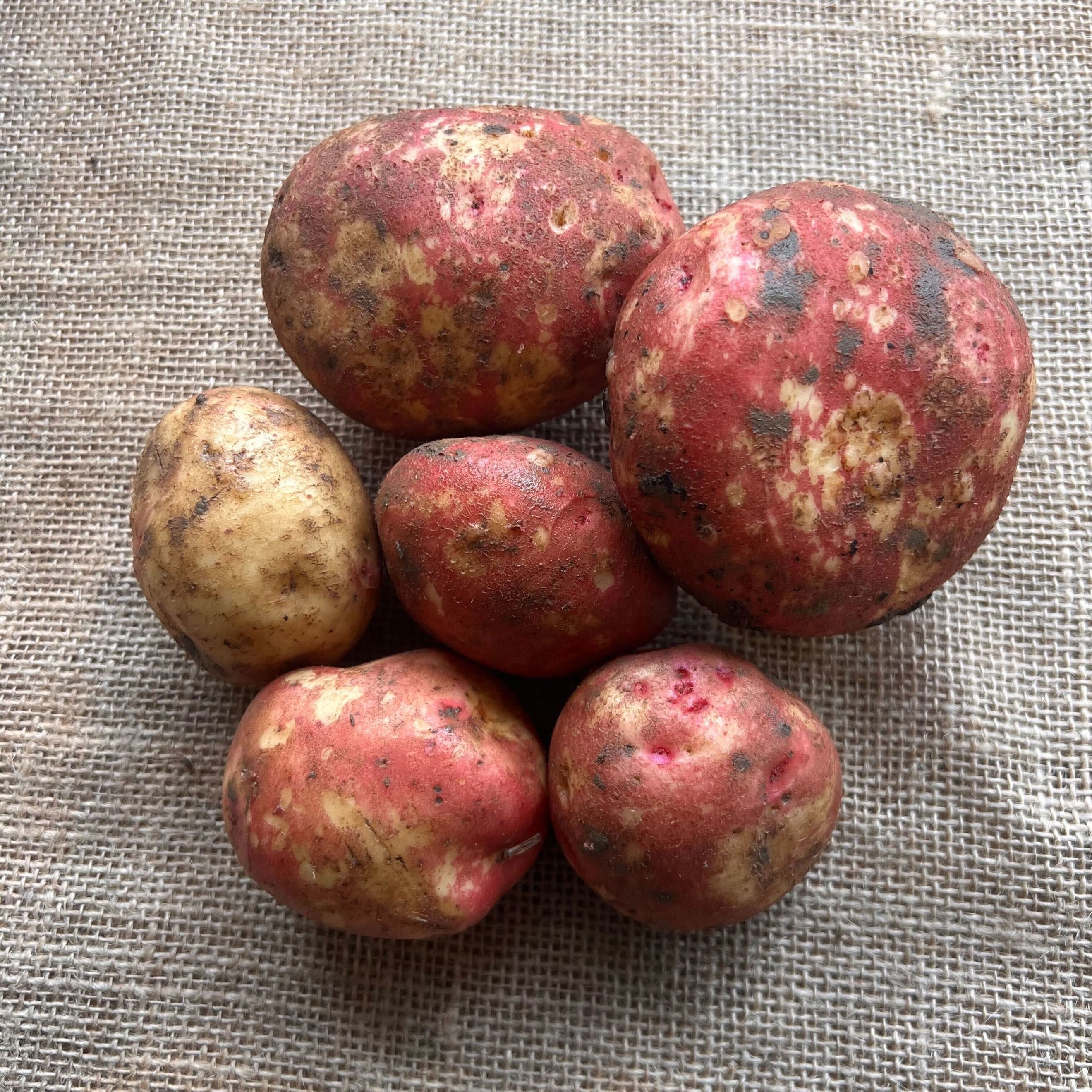 Organic Potatoes (1.3kg)