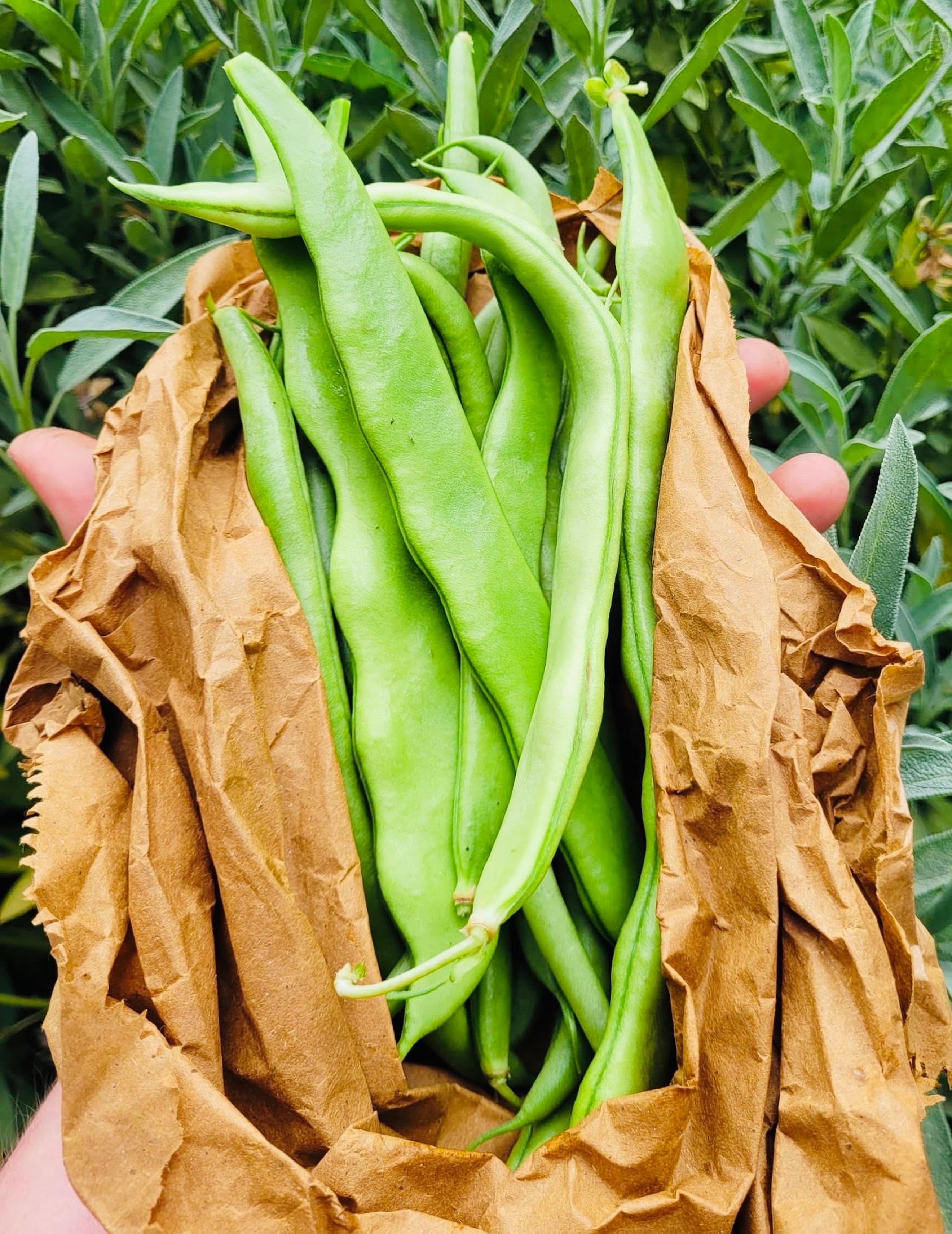 ORGANIC SEP OFFER - Organic Climbing Beans from Regather Farm (500g)