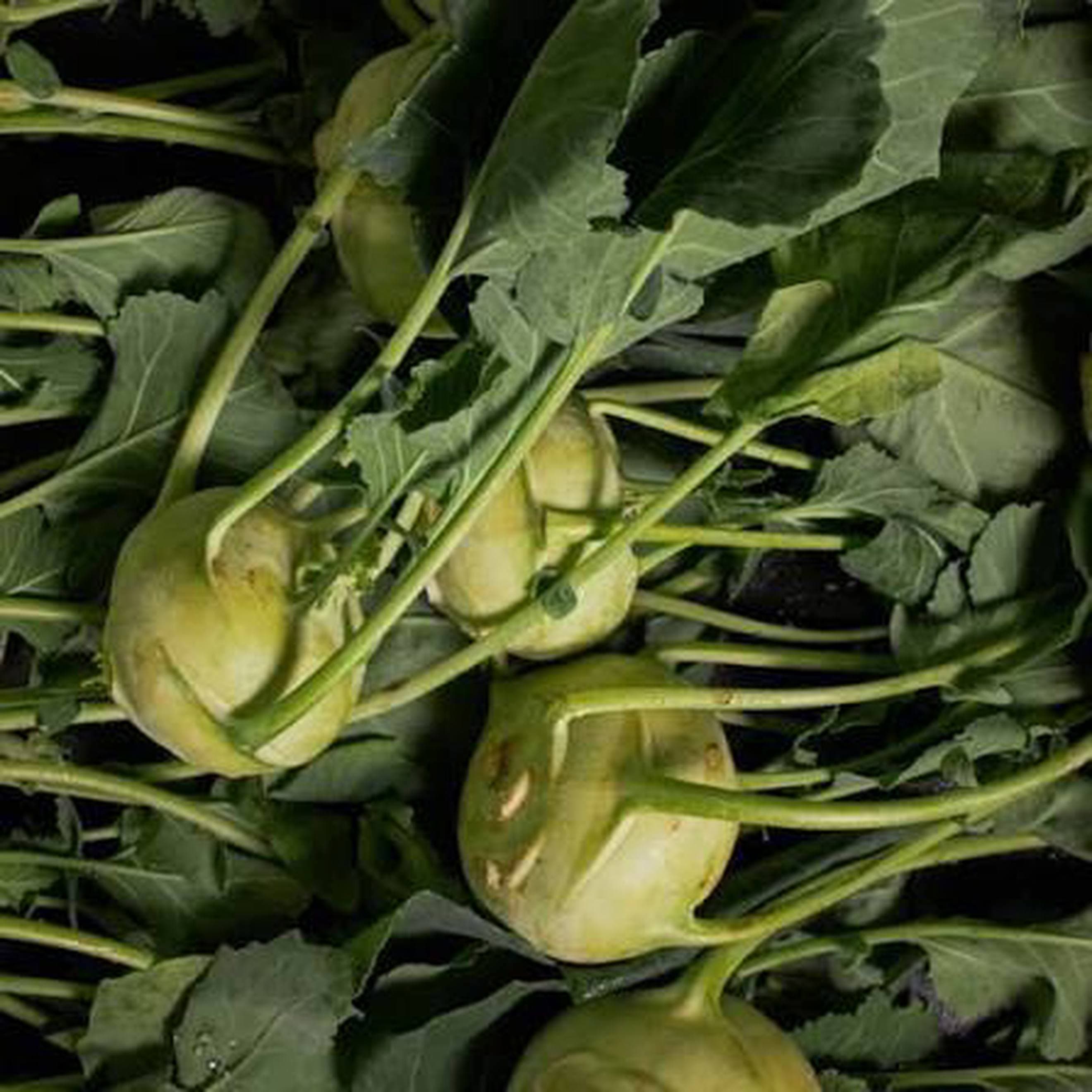 ORGANIC SEP OFFER Organic Kohlrabi x 2 from Regather Farm