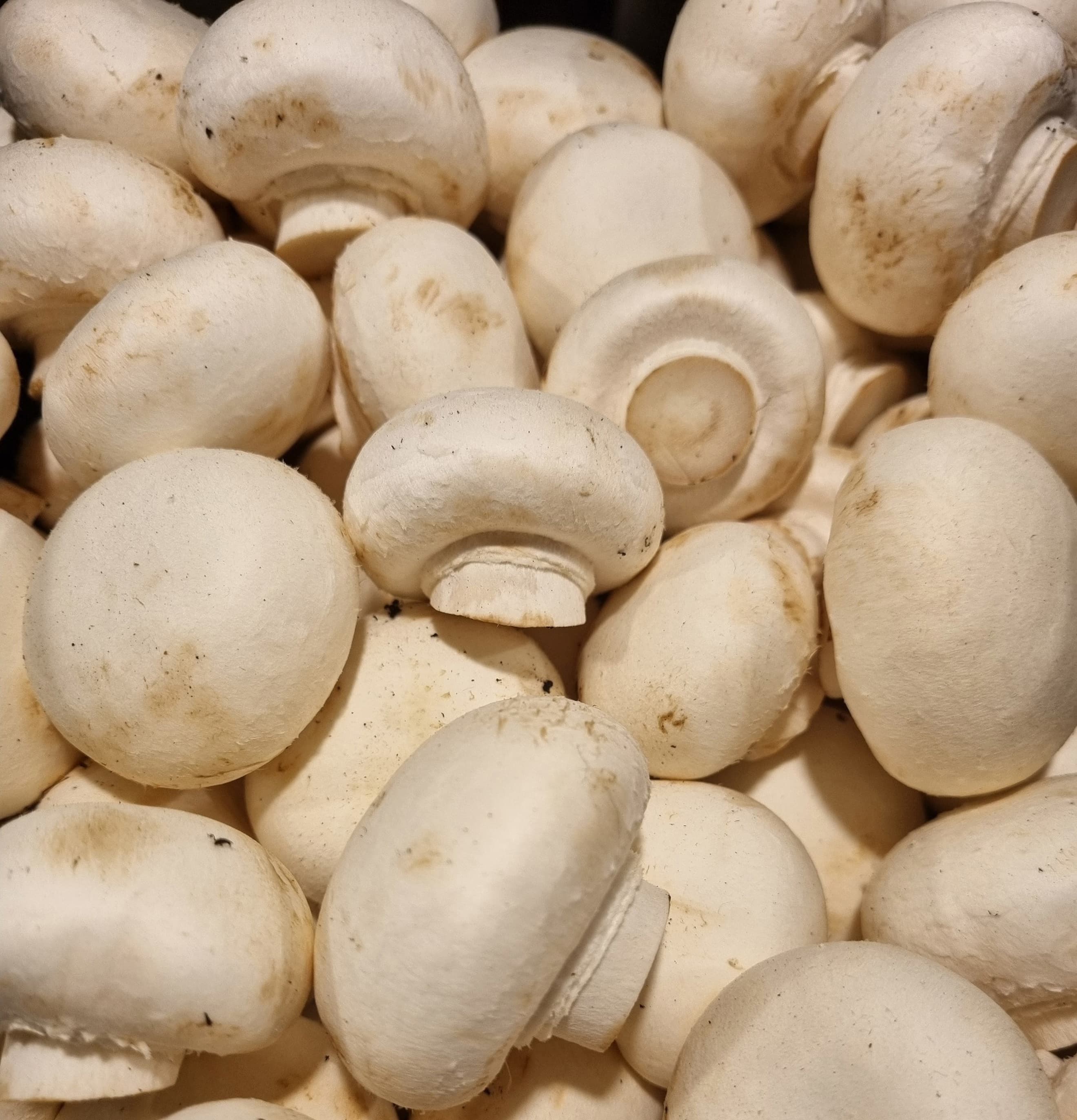 Organic Mushrooms (300g)