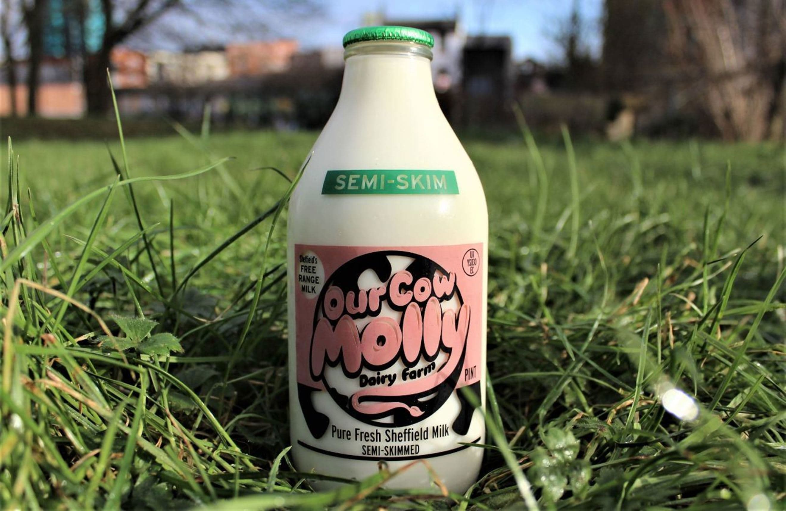 Our Cow Molly Semi Skimmed Milk, Pint