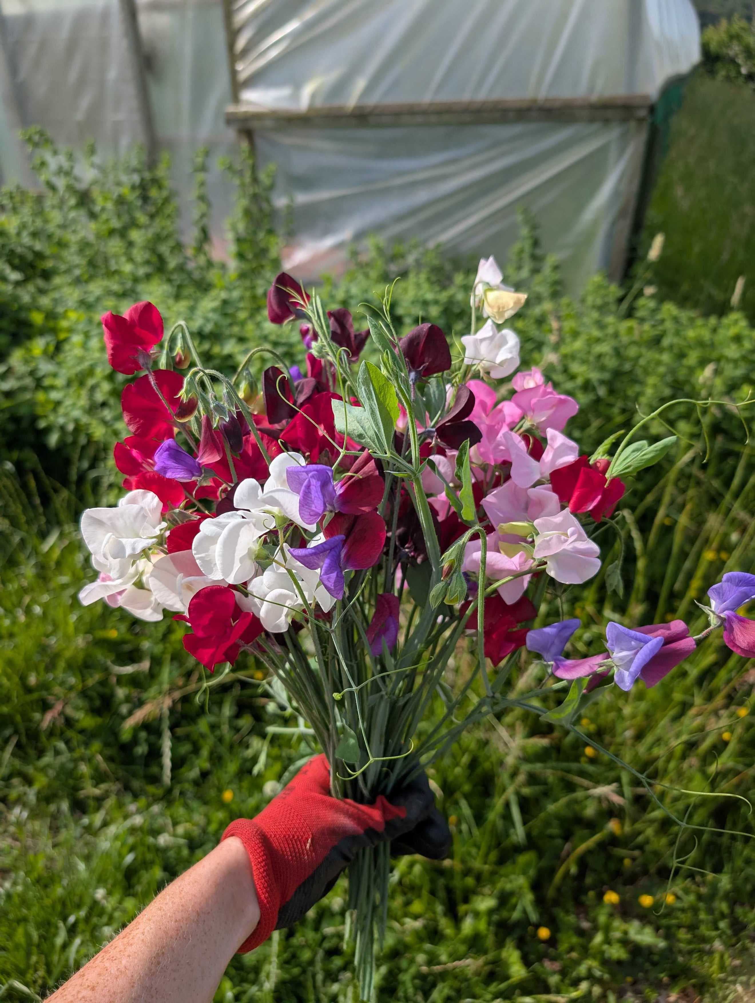 Sweet Pea bunch