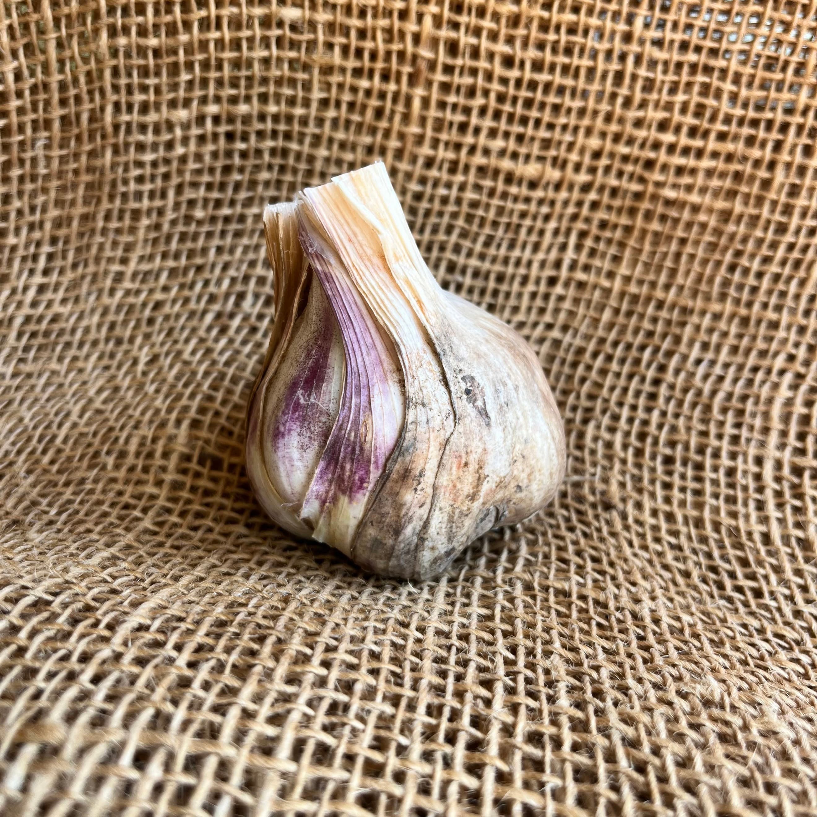 Organic Garlic from Regather Farm