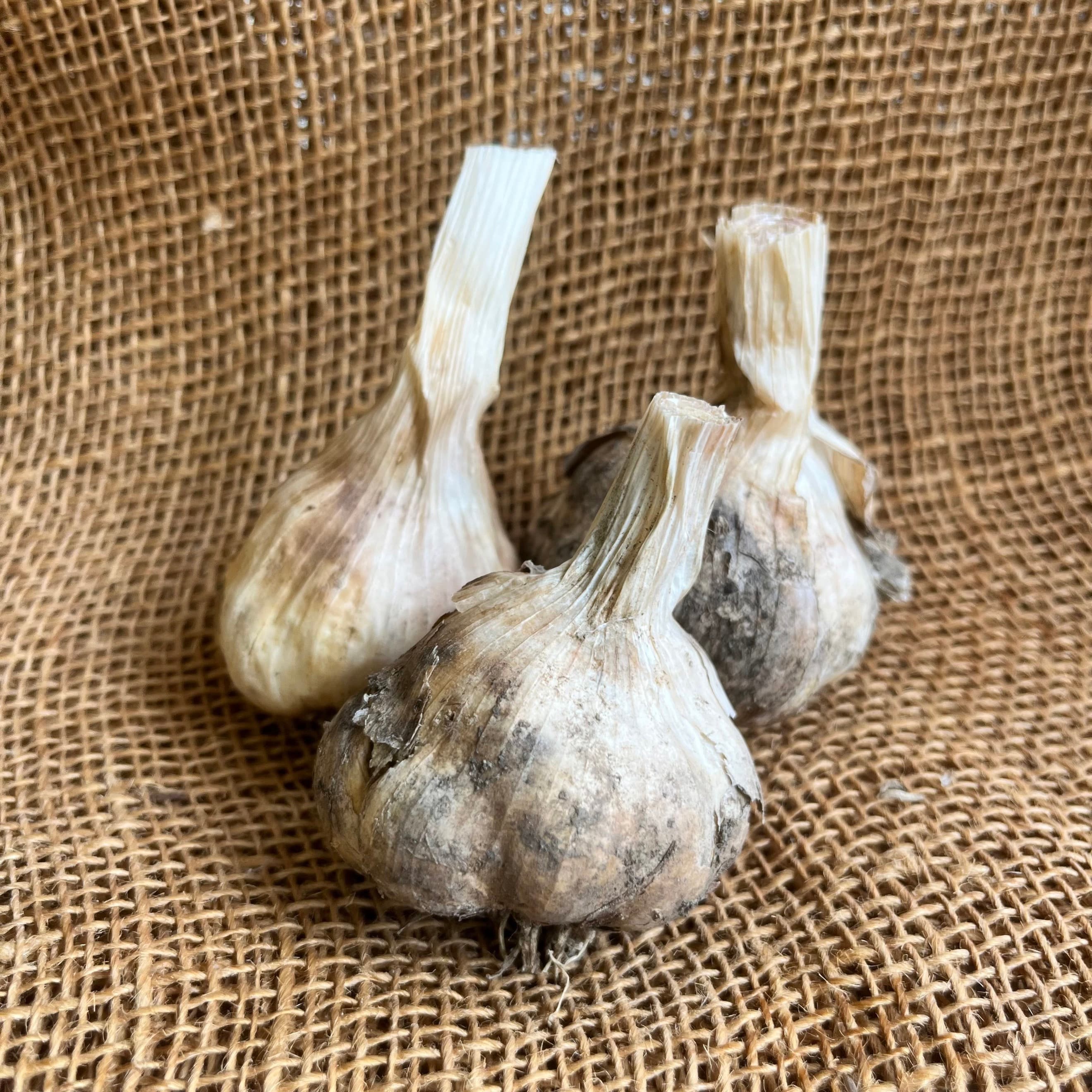 Organic Garlic from Regather Farm